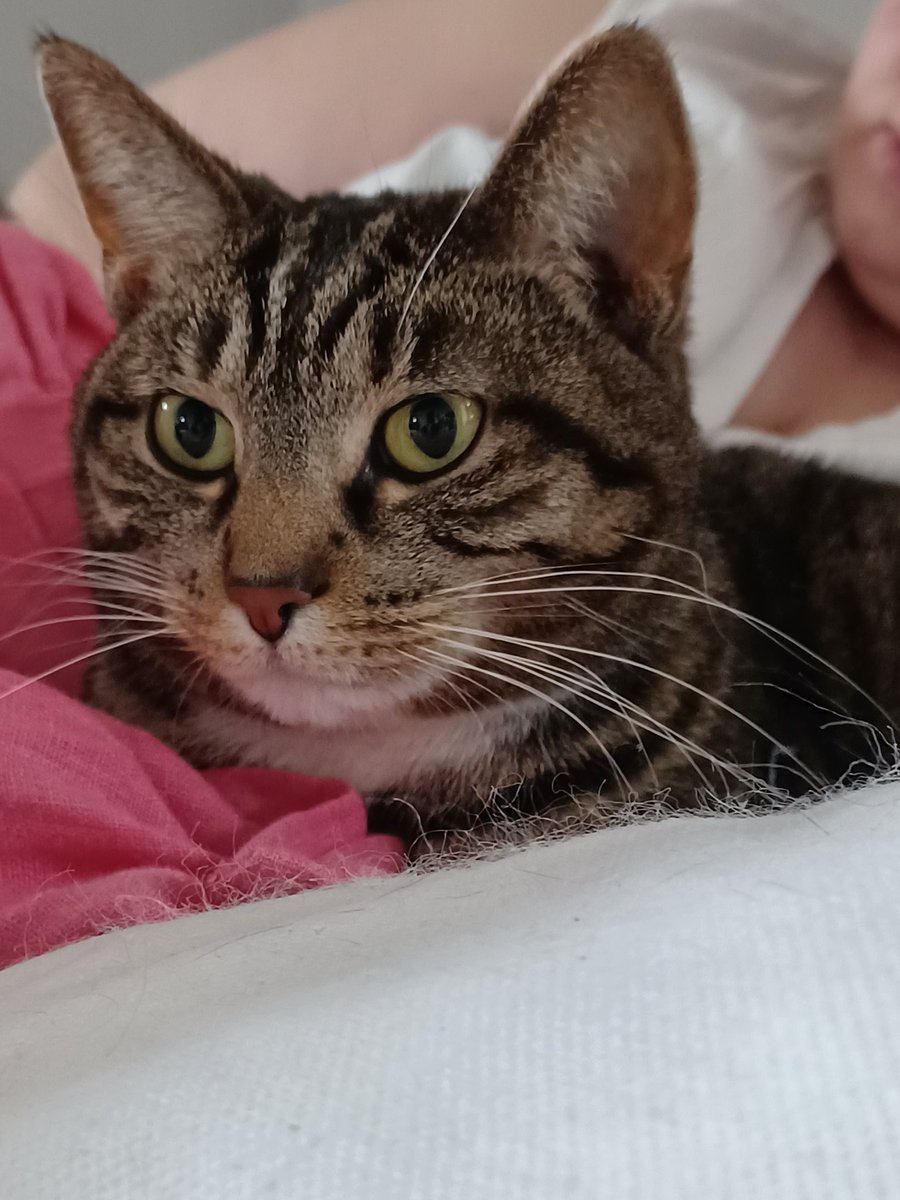 imagined_away's tweet photo. @thayerbear92 We got the news today! Officially part of the family 😻 https://t.co/ZtAxsIHhQM