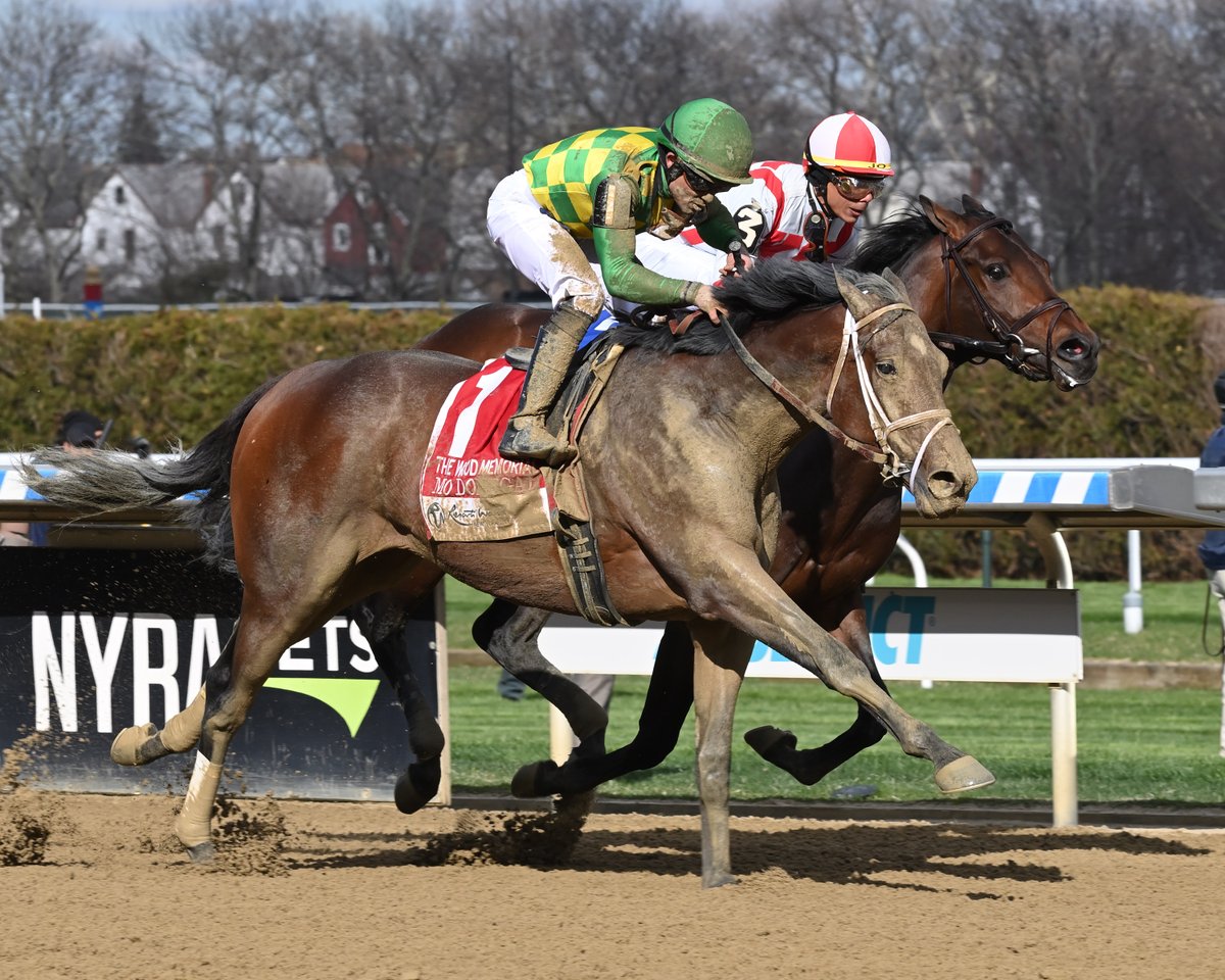 PletcherRacing's tweet photo. Can we talk about UNCLE MO? Golden Pal blitzes the field going 5.5 furlongs on the turf in the Shakertown S. (II) and 15 minutes later Mo Donegal gets up going 9 furlongs on the dirt in the Wood Memorial S. (II). Mo knows no limits! #pletcherstallions https://t.co/zK8FLsGzTs