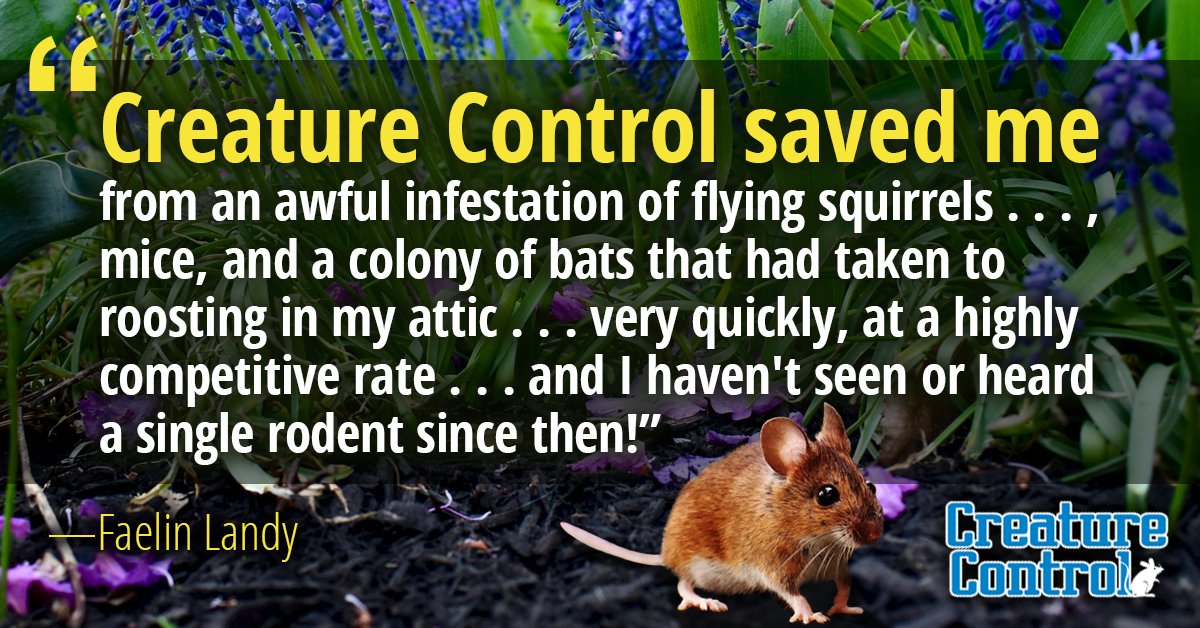 CreatureContro1's tweet image. We are glad to have taken care of your critter infestation. Thank you, Faelin, for entrusting us to help!  

📲Call: (800) 441-1519
💻Schedule an appointment: creaturecontrol.net/contact