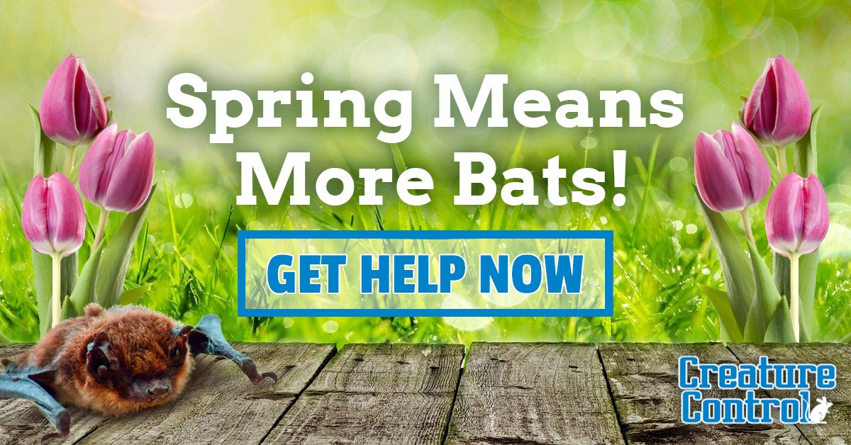 CreatureContro1's tweet image. Bats are emerging from hibernation in search of food. Call our experts for humane bat exclusion services if you're facing an intrusion.

Contact Us: creaturecontrol.net/contact
Call: 800-441-1519