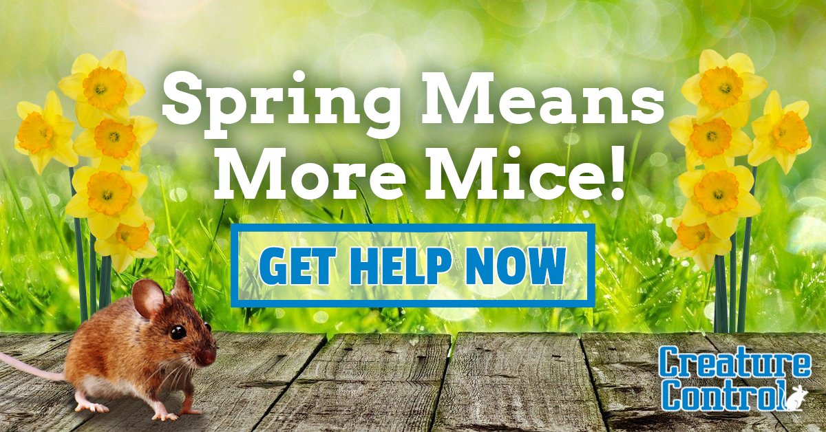 CreatureContro1's tweet image. Tis the season for breeding pests! Take control of mouse problems before they get out of hand. For mouse control and prevention, call the experts today.

Contact Us: creaturecontrol.net/contact
Call: 800-441-1519