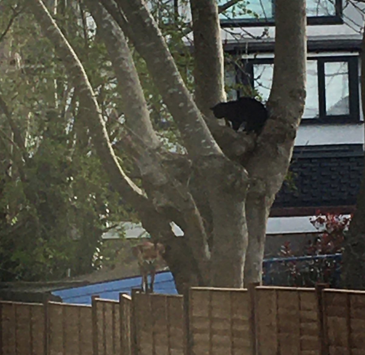 IndyCatBear1's tweet photo. Mr π¦ doing his early morning foxercise whilst my neighbour Chonky keeps an eye πΉπββ¬ #SuperSeniorCatsClub #CatsOfTwitter #FoxTV #Foxercise https://t.co/WBpRrbKON5