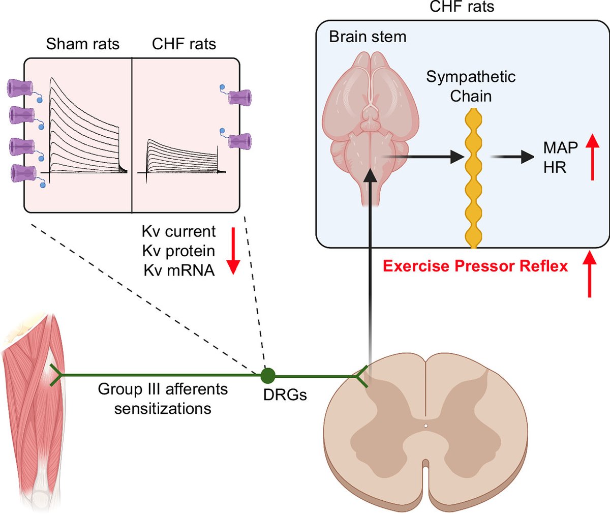 ajpheartcirc's tweet photo. Suggested Reading on #PotassiumChannels
๐ฐ Voltage-gated potassium channel dysfunction in dorsal root ganglia contributes to the exaggerated exercise pressor reflex in rats with chronic #heartfailure
https://t.co/kbzuup4lrN
@unmc @LSUHealthNO https://t.co/zc71LySTz9