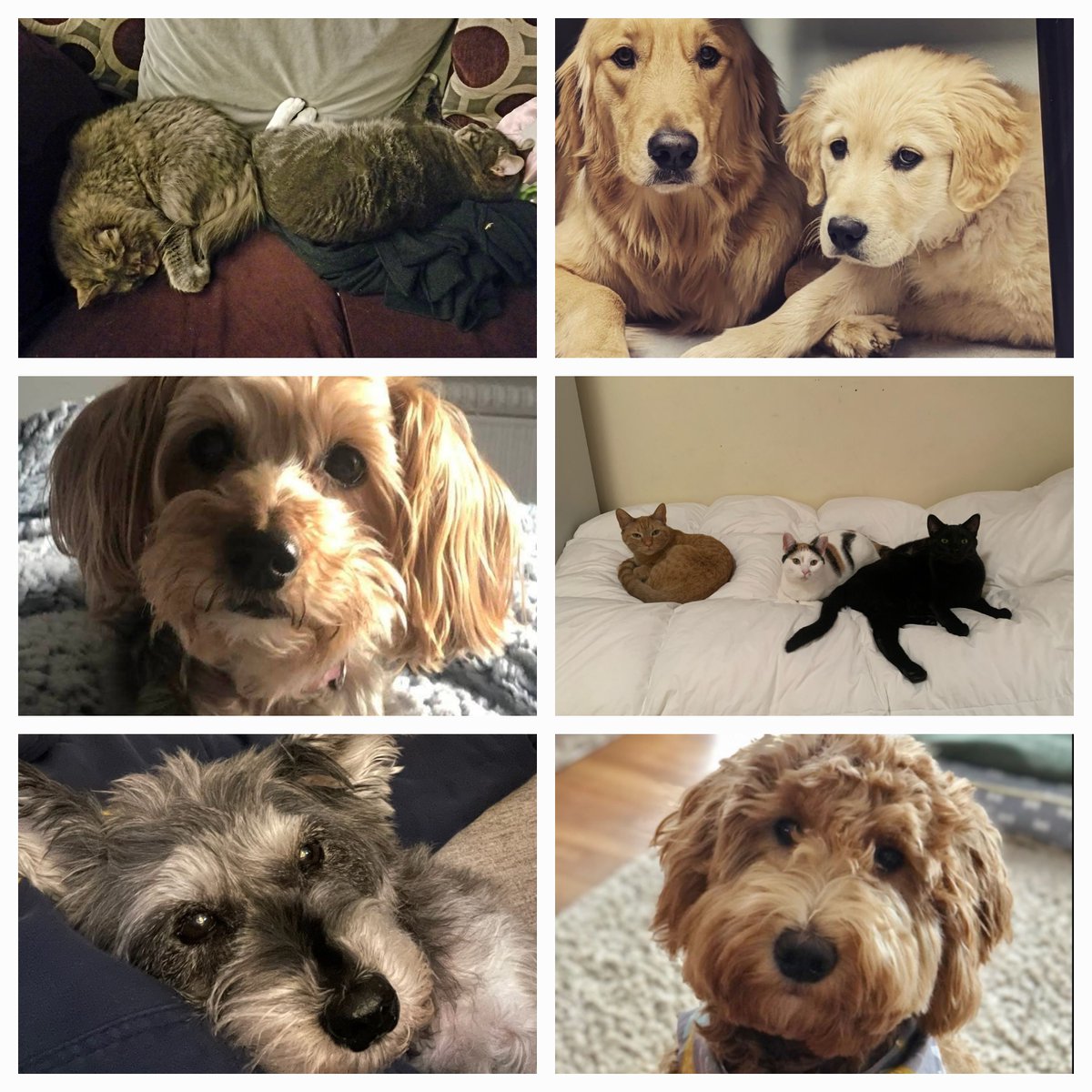 jackets2college's tweet photo. It's #NationalPetDay, so we thought we'd introduce you to the Pets of College Counseling! Can you match the furry friend(s) to their human? #DCDStoCollege #DCDSfun https://t.co/qsQooYReaw