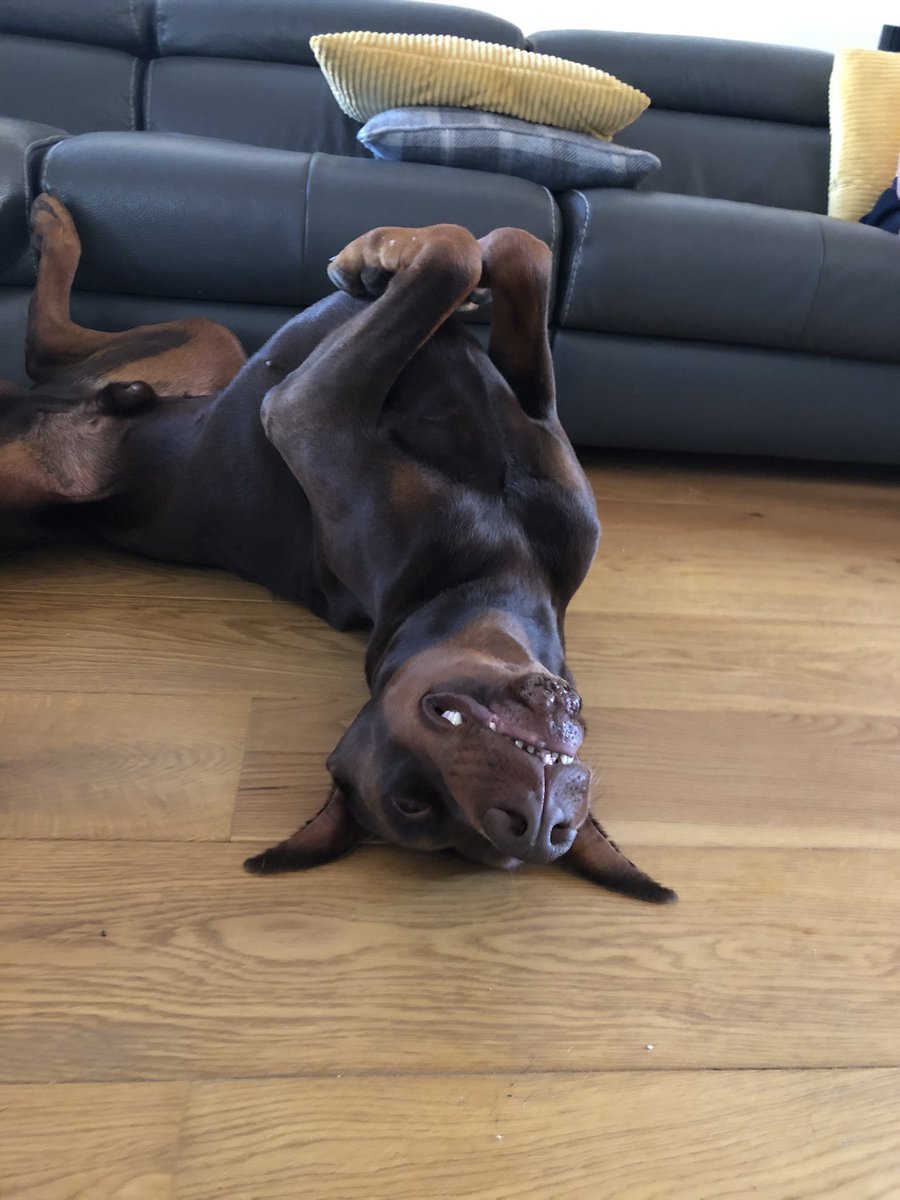 sheilaMol1's tweet photo. What can I say 🤷‍♀️🙄🤣🐾 https://t.co/uihAfB06bk