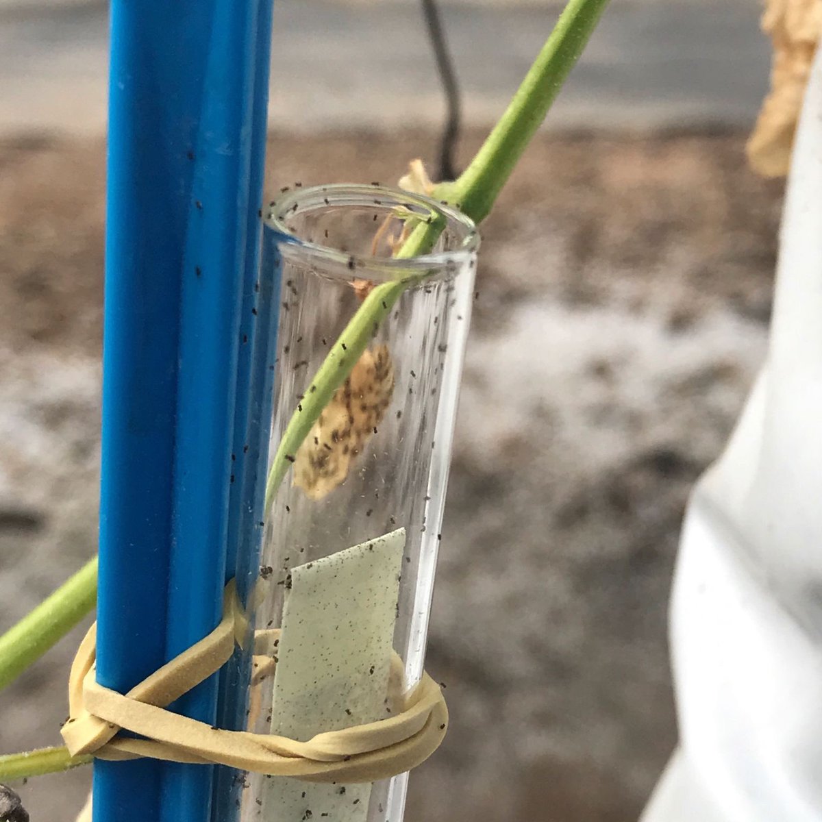 INRAE_PACA's tweet photo. Lancement des premiers lâchers de trichogrammes sur la violette au @stationcream Étude de la dispersion des trichogrammes sur 24h dans ce contexte cultural #biocontrol @INRAE_Lutte_Bio
#luttebiologique #trichogramma #environnement #agriculture https://t.co/yemO45DElW