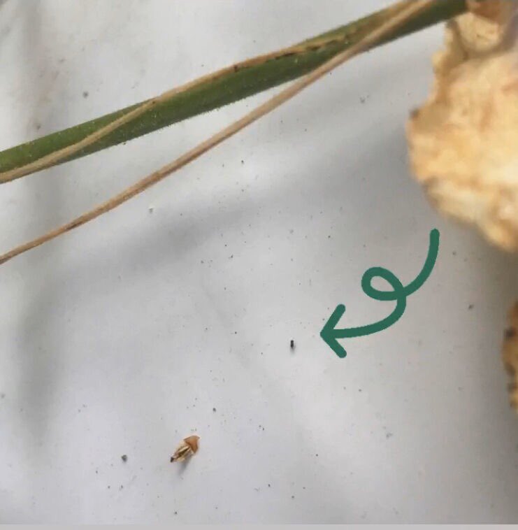 INRAE_PACA's tweet photo. Lancement des premiers lâchers de trichogrammes sur la violette au @stationcream Étude de la dispersion des trichogrammes sur 24h dans ce contexte cultural #biocontrol @INRAE_Lutte_Bio
#luttebiologique #trichogramma #environnement #agriculture https://t.co/yemO45DElW