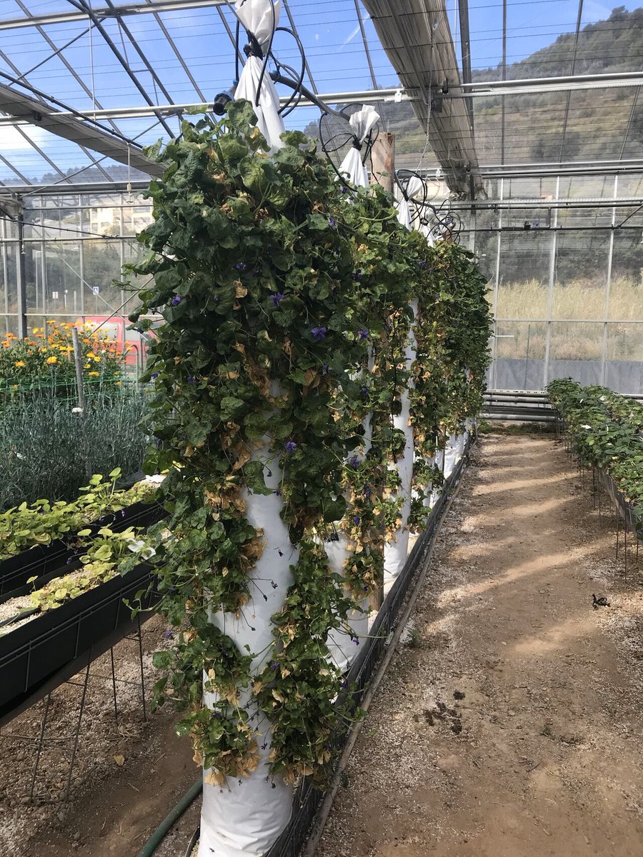 INRAE_PACA's tweet photo. Lancement des premiers lâchers de trichogrammes sur la violette au @stationcream Étude de la dispersion des trichogrammes sur 24h dans ce contexte cultural #biocontrol @INRAE_Lutte_Bio
#luttebiologique #trichogramma #environnement #agriculture https://t.co/yemO45DElW