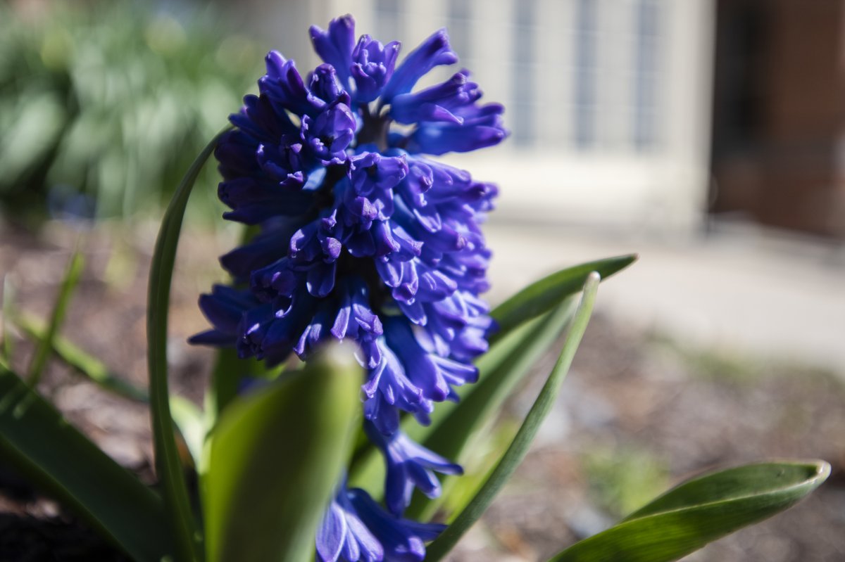 msmc_ny's tweet image. Celebrating a beautiful spring day on our picturesque campus. Study or take a stroll and enjoy the wonderful weather! #Msmcny #HudsonValley #Nature #flowers #flowerphotography #spring #Spring2022