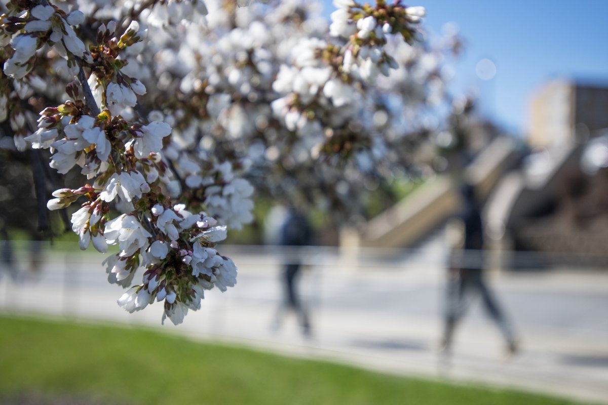 msmc_ny's tweet image. Celebrating a beautiful spring day on our picturesque campus. Study or take a stroll and enjoy the wonderful weather! #Msmcny #HudsonValley #Nature #flowers #flowerphotography #spring #Spring2022