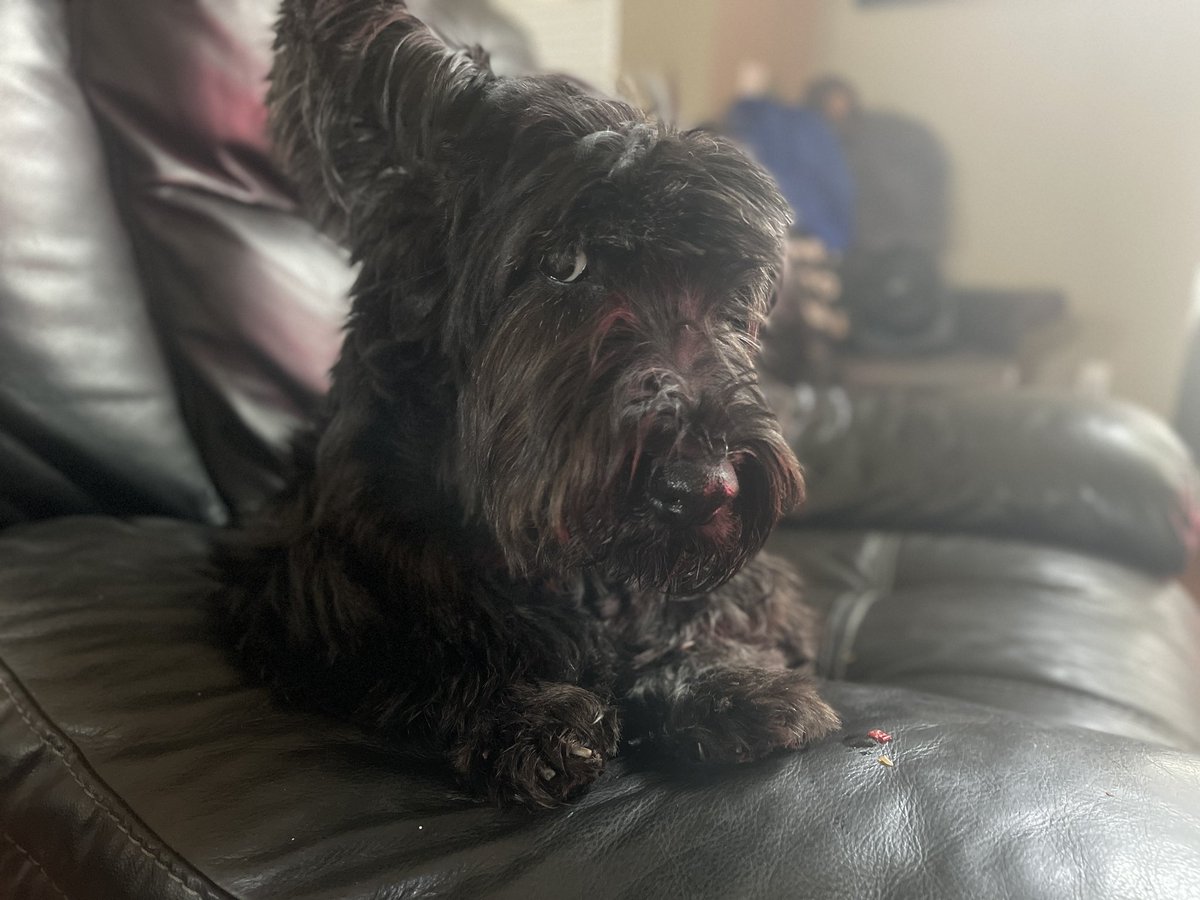photogtom's tweet photo. #NationalPetDay Lily and that side eye gets me all the time. https://t.co/StV0bYaMva