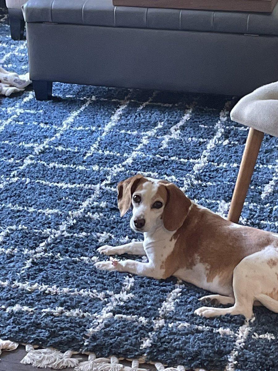 CraigHarrisNews's tweet photo. Even @DaisyLemonBeag loves looking at public records Monday, but she convinced me we needed a break for a chewie. #beagleassistant https://t.co/JMFlSCIBzb