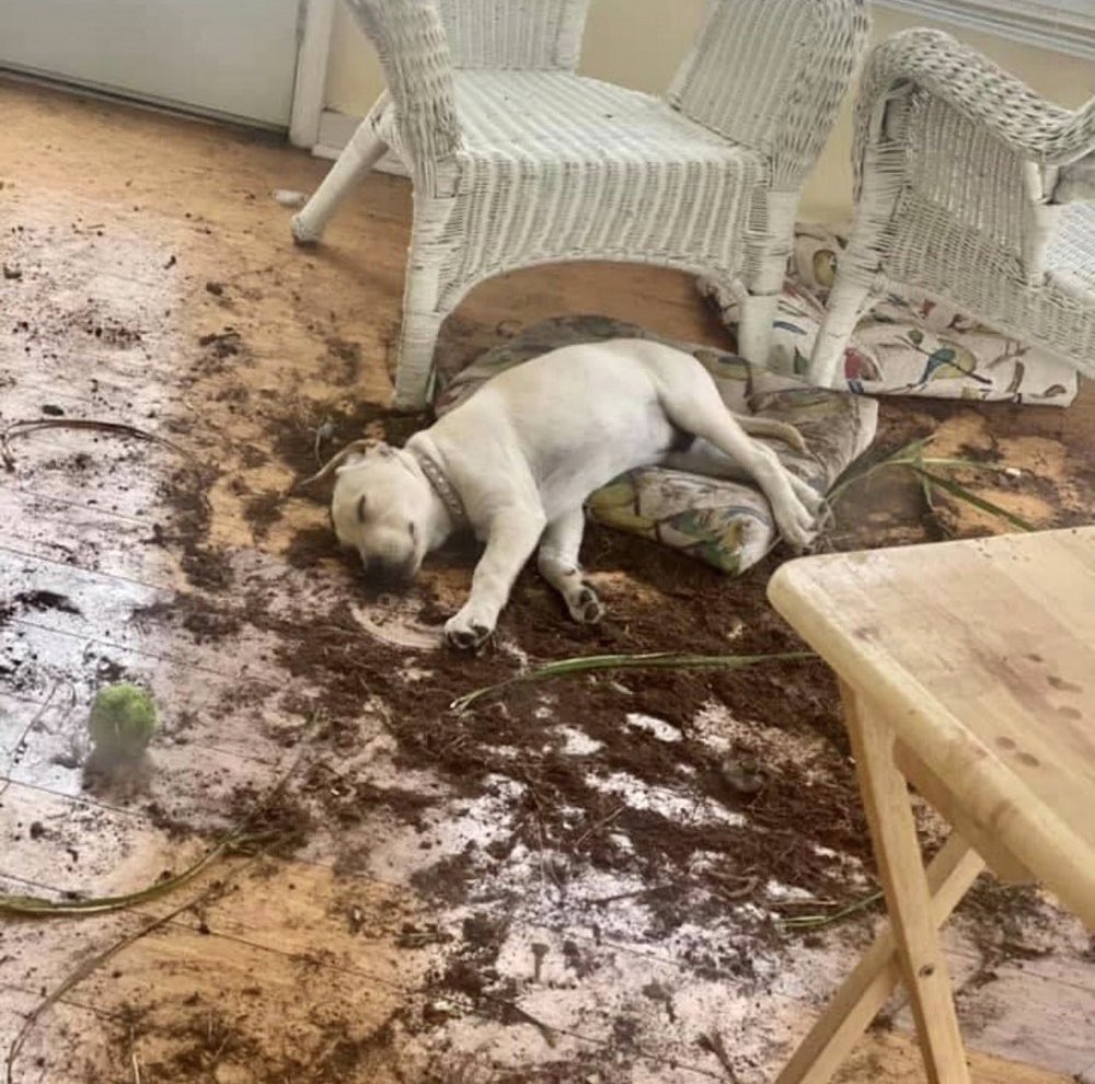 If you can’t hide the evidence, pretend you were the victim