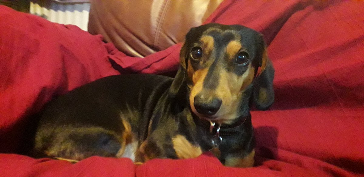 For #NationalPetDay I was going to post a picture of my hoomans but I have decided to post one of myself instead. #NationalPetDay2022 🐕