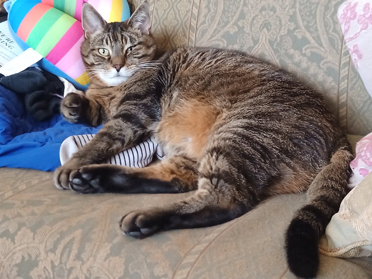 CuratorSys's tweet photo. look at this freakin' guy. feline perfection https://t.co/QPqL1I5cYt