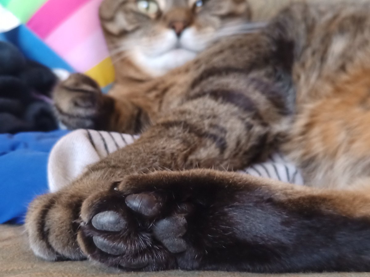 CuratorSys's tweet photo. look at this freakin' guy. feline perfection https://t.co/QPqL1I5cYt