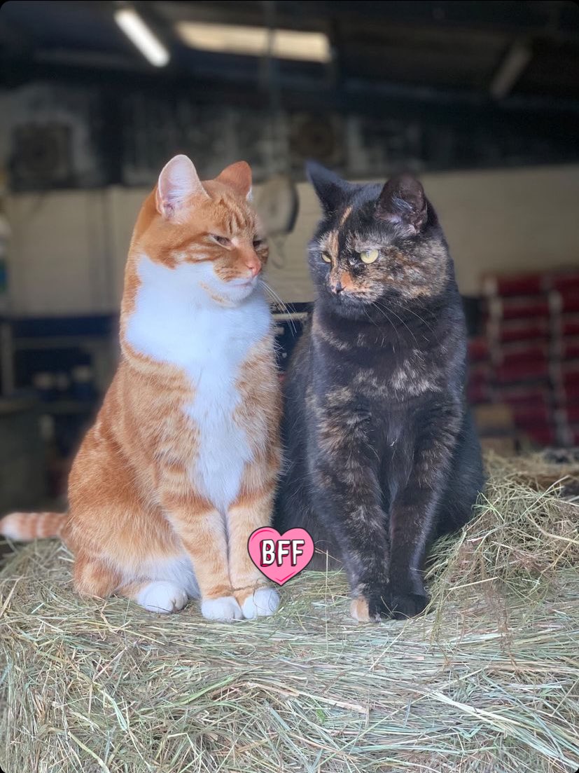 WYPHorses's tweet photo. Best of friends Tango &amp; Cash fully taking advantage of the photo opportunity! #smile #getmybestangle #policecats #vogue #strikepose https://t.co/cjLYQjXOdm