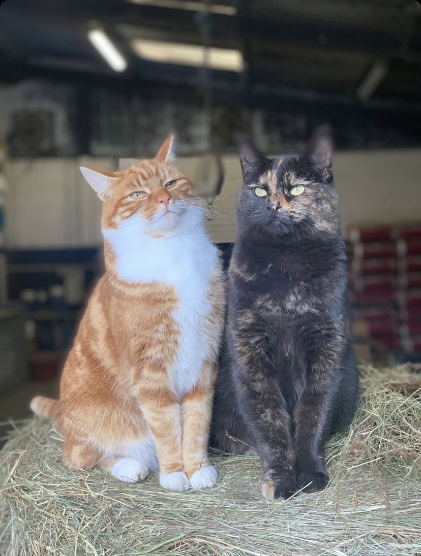 WYPHorses's tweet photo. Best of friends Tango &amp; Cash fully taking advantage of the photo opportunity! #smile #getmybestangle #policecats #vogue #strikepose https://t.co/cjLYQjXOdm