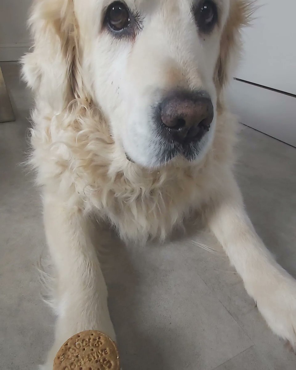 Early Easter treat from mum! Loving my beef dogestives from <a href="/PoochsTreats/">Pooch's Dog Treats</a> available at <a href="/PostEaton/">CoffeeandCocktails</a>. I'm using all my will power to resist for the photo! Mum says I might be up for a modelling.......