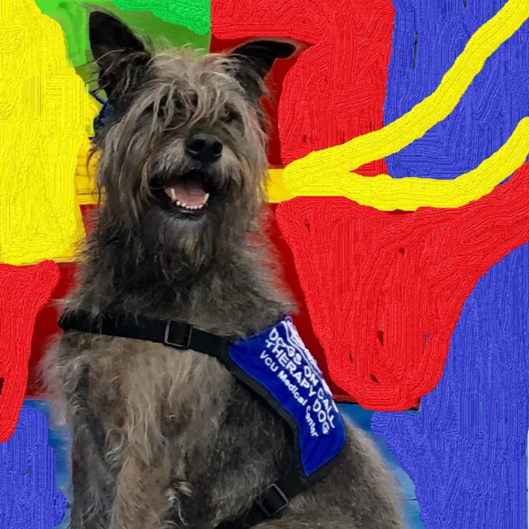 Happy Therapy Dog Appreciation Day to Zeke, one of our 2020 Companions in Crisis recipients! Zeke is a therapy dog for <a href="/DogsOnCall/">Dogs On Call</a> and Paws Unleash Potential. The world is a better place because Zeke is in it!