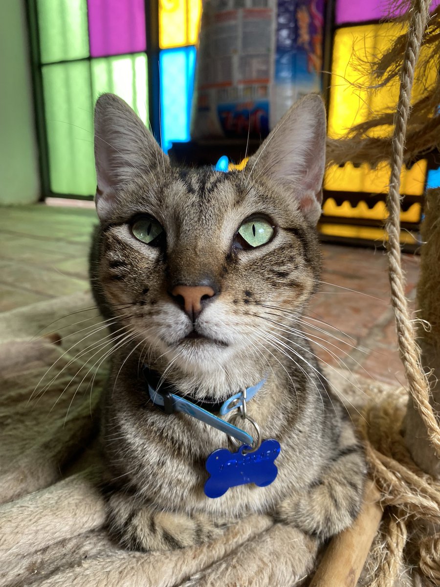dameunapatapy's tweet photo. THOR sigue esperando un hogar 🥺 es un machito de 1 año aprox, sano , castrado y con sus vacunas al día🐾 
¿Te animas a darle su final feliz?♥️

Escribinos: 0984-554-727 / 0971-111-939 (solo whatsapp) https://t.co/rN5wBESwS8