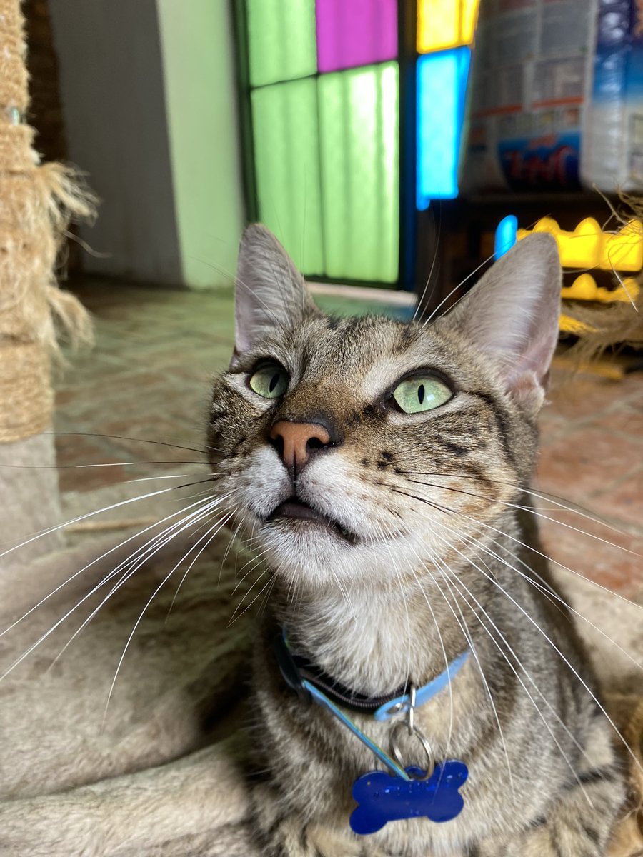 dameunapatapy's tweet photo. THOR sigue esperando un hogar 🥺 es un machito de 1 año aprox, sano , castrado y con sus vacunas al día🐾 
¿Te animas a darle su final feliz?♥️

Escribinos: 0984-554-727 / 0971-111-939 (solo whatsapp) https://t.co/rN5wBESwS8