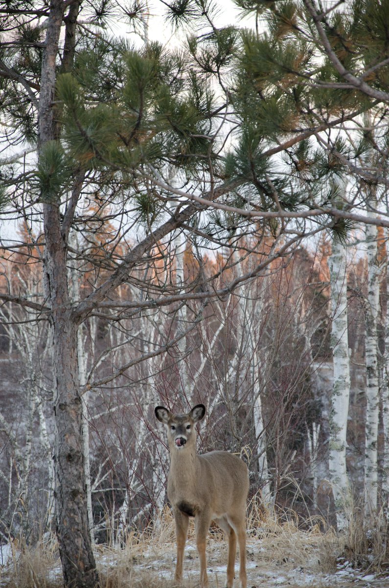 mndnr's tweet photo. Want to talk about deer?
Contact our local wildlife managers between April 11 and 15 to discuss deer management and hunting topics. We're seeking your input which will help us to plan for the 2022 hunting seasons.
Get details: https://t.co/hu19NnuRJz #HuntMN https://t.co/ovifaB63Lu