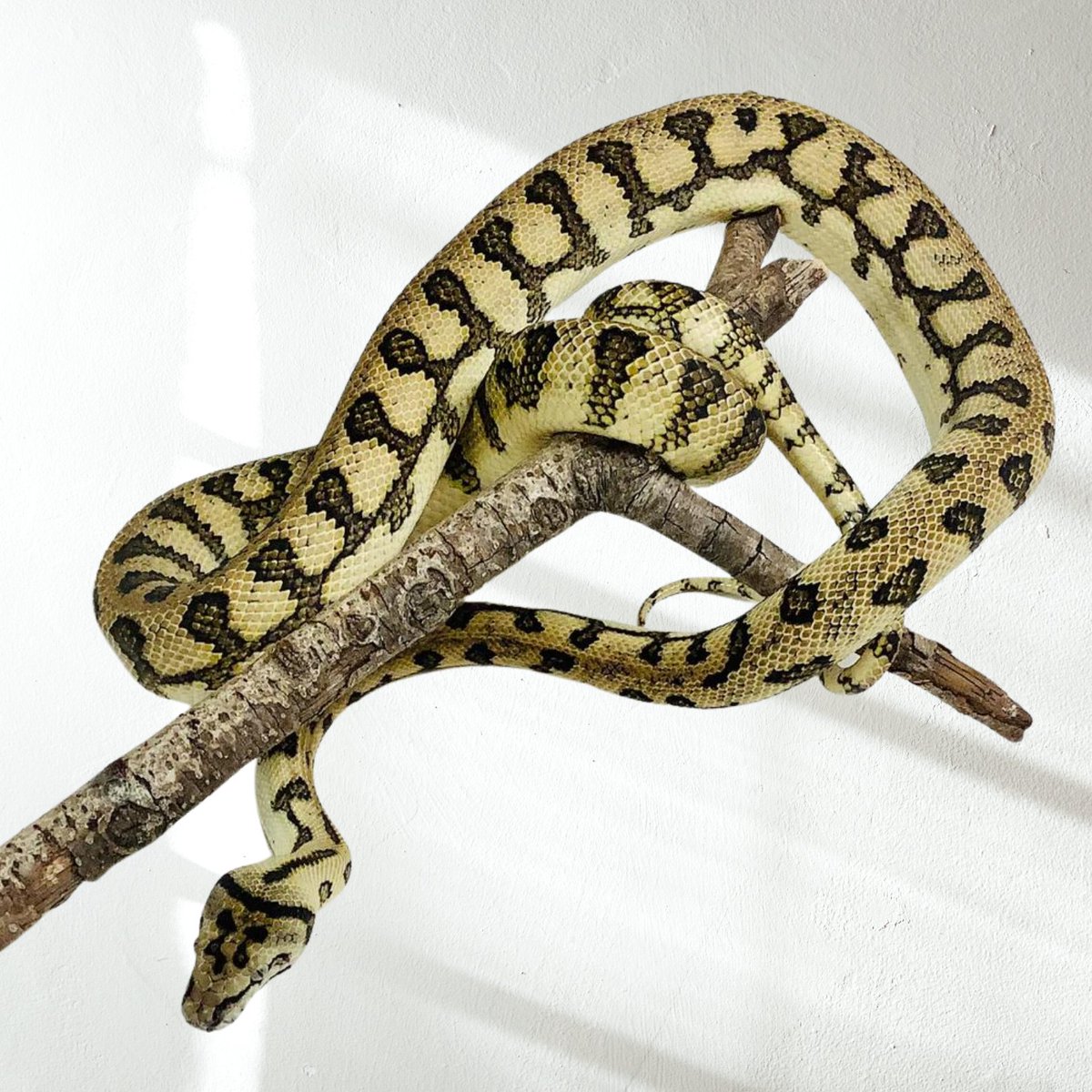 BHBReptiles's tweet photo. New Carpet Pythons! https://t.co/RNDKoPmpiI
#bhbreptiles #carpetpythons #snakes https://t.co/FJ6HbGtdgK
