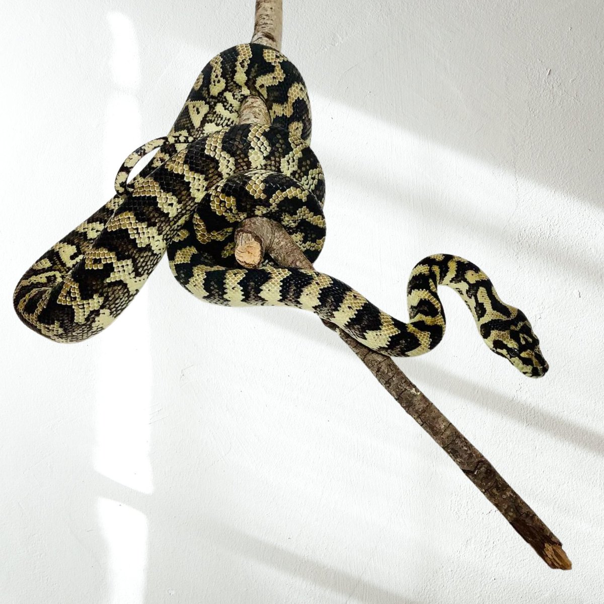 BHBReptiles's tweet photo. New Carpet Pythons! https://t.co/RNDKoPmpiI
#bhbreptiles #carpetpythons #snakes https://t.co/FJ6HbGtdgK