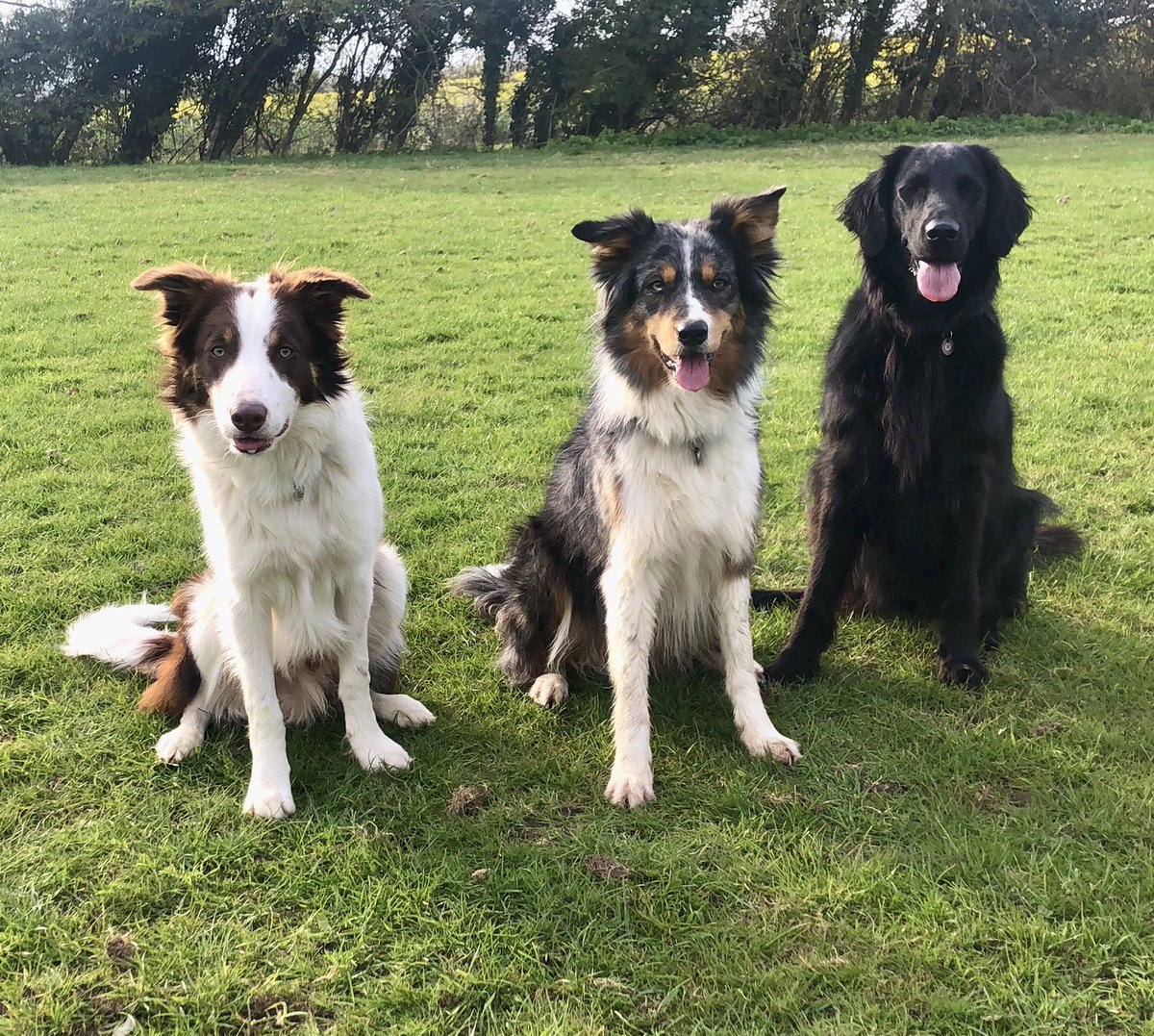 PerfectKaia's tweet photo. Me and the famalam. Stupid little brother needs to get better at posing #poseypants #princessperfect #dogsoftwitter #DogsofTwitter #bordercollie #flatcoat #retriever #family https://t.co/MUdLpwztGX