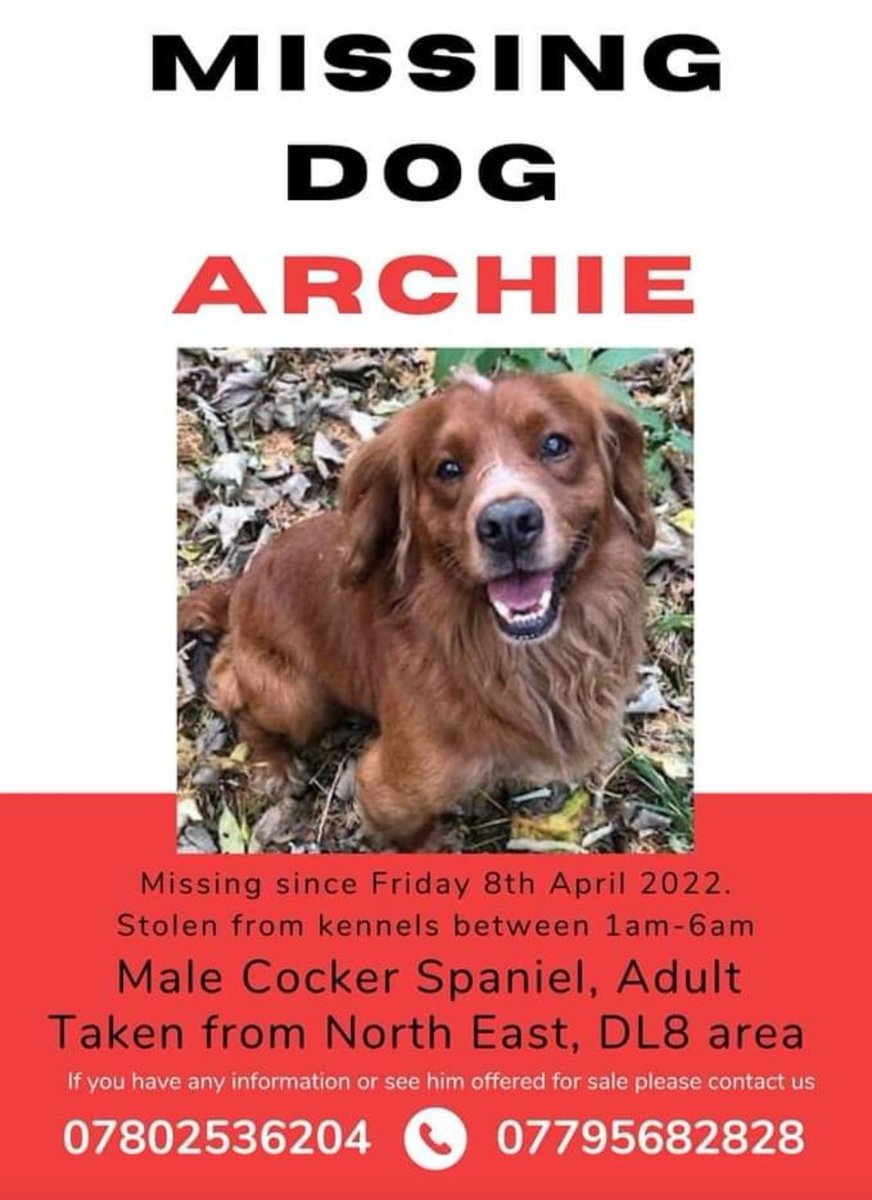 HumphriesRita's tweet photo. #findArchie #Archie #stolen from #Richmond #DL8 8/4/2022 #MakeTooHotToHandle kennels broken into. Family desperate for news #share #tweet @rosieDoc2 @marcthevet @colliesontherun @KarenFi51820768 @MissingPetsGB @AngelaMortimer2 @Petanos01 https://t.co/OK0Z7r4RX8