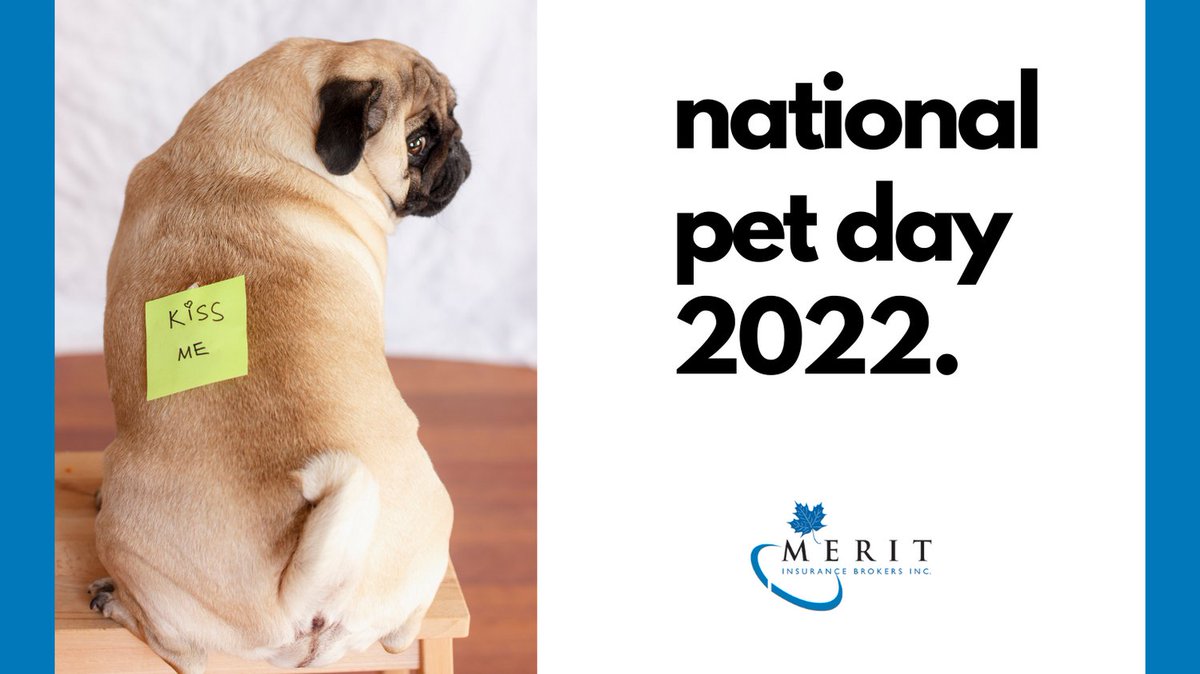 MeritInsBrokers's tweet photo. Loving all our fur babies today. Merit doesn't offer pet insurance but we insure your pet's owner's home, contents, vehicles and lots more.

#nationalpetday #adorable #ontarioinsurance https://t.co/G0qla5Hmvh