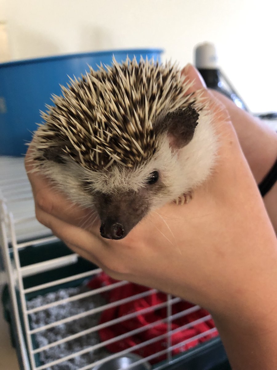 SUNYCantonNews's tweet photo. When you're one of the most animal-friendly campuses in the U.S., every day is #NationalPetDay 🐰🐹🐭🐱 https://t.co/MATERF8oKy