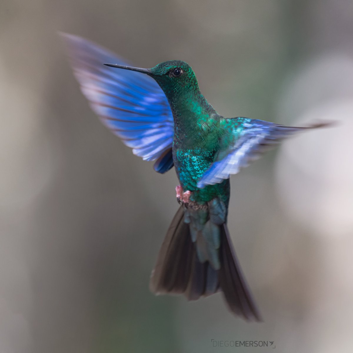diegoetorres's tweet photo. Si solo les contara que existe un colibrí con el cuerpo verde y las alas azules …muchos no lo creerían…

🟢Colibrí alizafiro🔵 https://t.co/qHZy0C6ONy