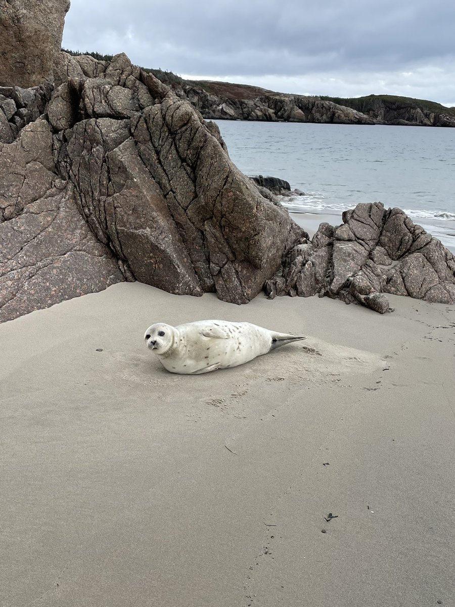 A visitor on the beaches of Sandbanks Provincial Park today! #BurgeoNL #comehome2022 #Weatherphotocontest @EddieSheerr @NL_Tourism @NLtweets @ExploreNL