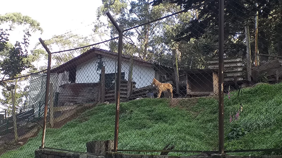 monickblue's tweet photo. El viernes bajando del Verjón vimos este perro en evidente estado de desnutrición. Lo alimentamos y su desespero por comer fue impresionante. Está en el predio del @AcueductoBogota, pero no hemos podido identificar quién se encuentra al cuidado.
@AnimalesBOG @andreanimalidad https://t.co/oRqGP2IBvL
