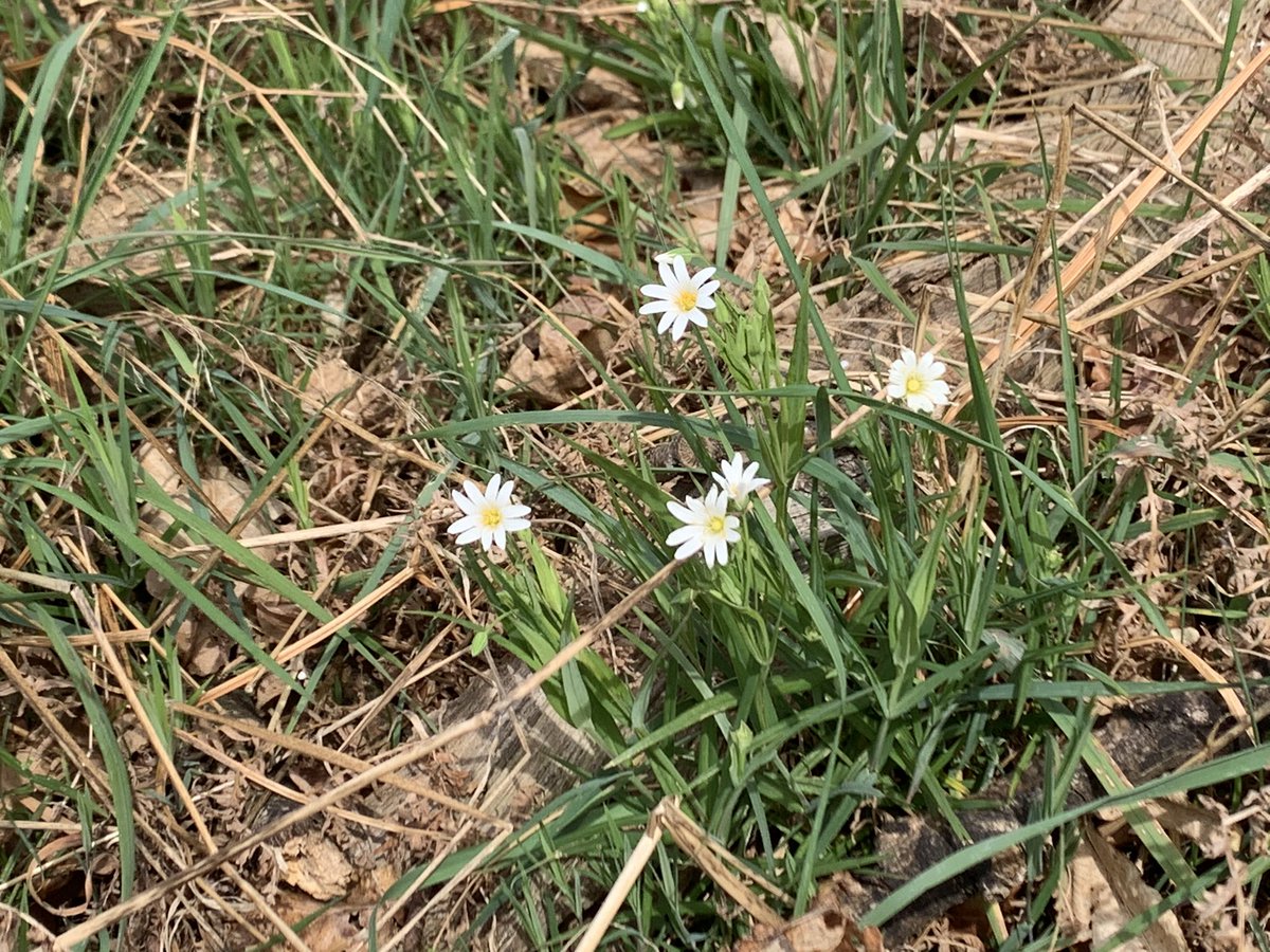 DelepChimney's tweet photo. Todays #dogwalk near #Astwith revealed several #wildflowers, stitchwort, dandelions, bluebells, and speedwell #365DaysWild #NaturePhotography https://t.co/dd0dKx9aEU