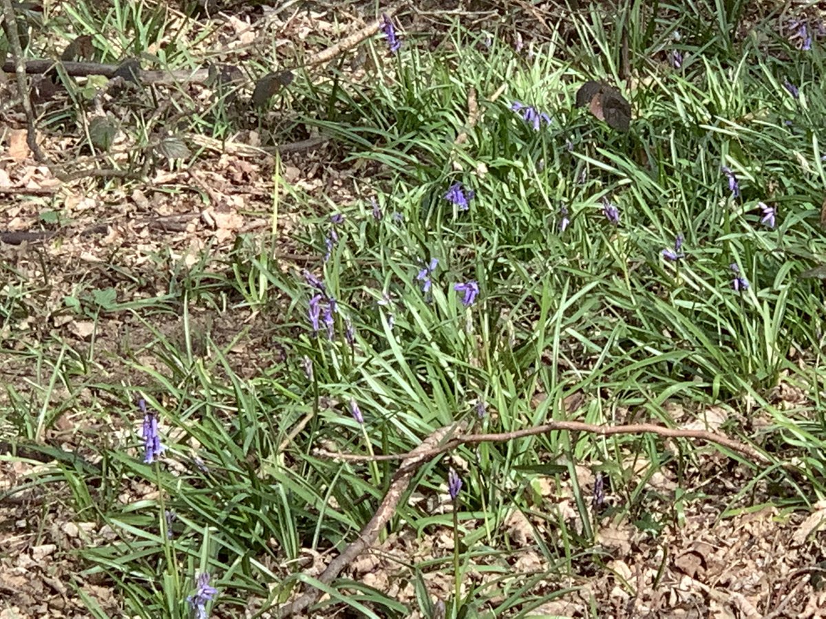 DelepChimney's tweet photo. Todays #dogwalk near #Astwith revealed several #wildflowers, stitchwort, dandelions, bluebells, and speedwell #365DaysWild #NaturePhotography https://t.co/dd0dKx9aEU