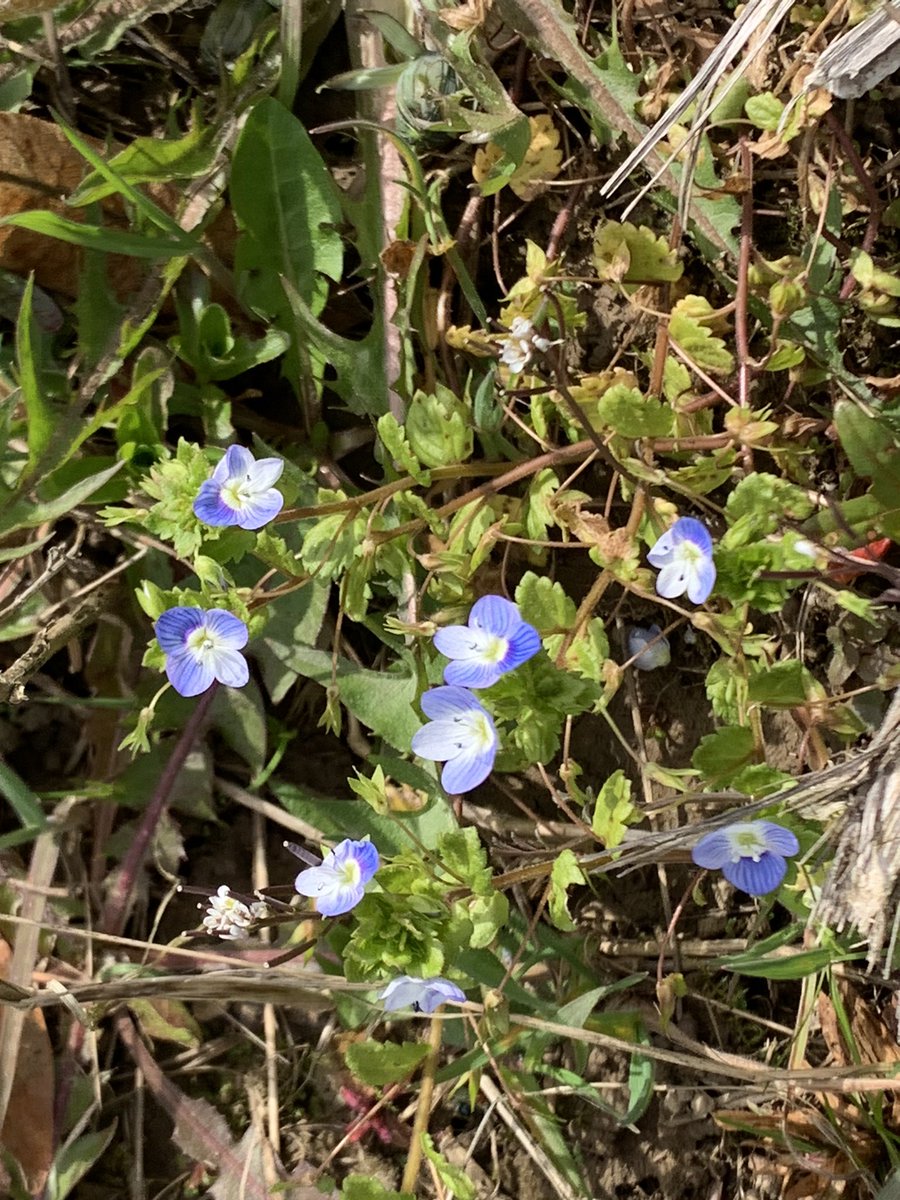 DelepChimney's tweet photo. Todays #dogwalk near #Astwith revealed several #wildflowers, stitchwort, dandelions, bluebells, and speedwell #365DaysWild #NaturePhotography https://t.co/dd0dKx9aEU