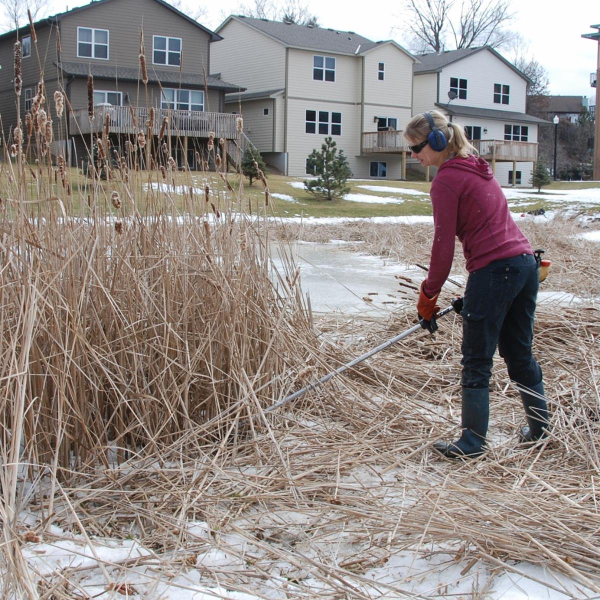 natshoretech's tweet photo. Read our April eNewsletter featuring tips on how to control non-native cattail! Happy Spring! Our 2022 Plant Sale dates are coming up fast!
https://t.co/ohLSxmAbtv https://t.co/k9XZ8H1r16