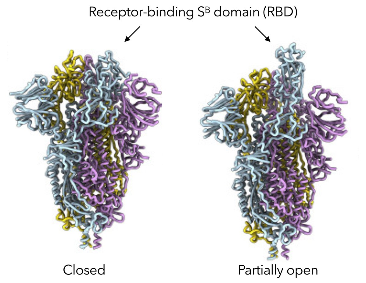 chloehsu0's tweet photo. We next show that ESM-IF1 is an effective zero-shot predictor of mutational effects. Examples: mutational effects on the binding affinity of SARS-CoV-2 RBD to human ACE2, AAV packaging (gene delivery), stability of de novo mini proteins, and more. https://t.co/fO30zZvWtT