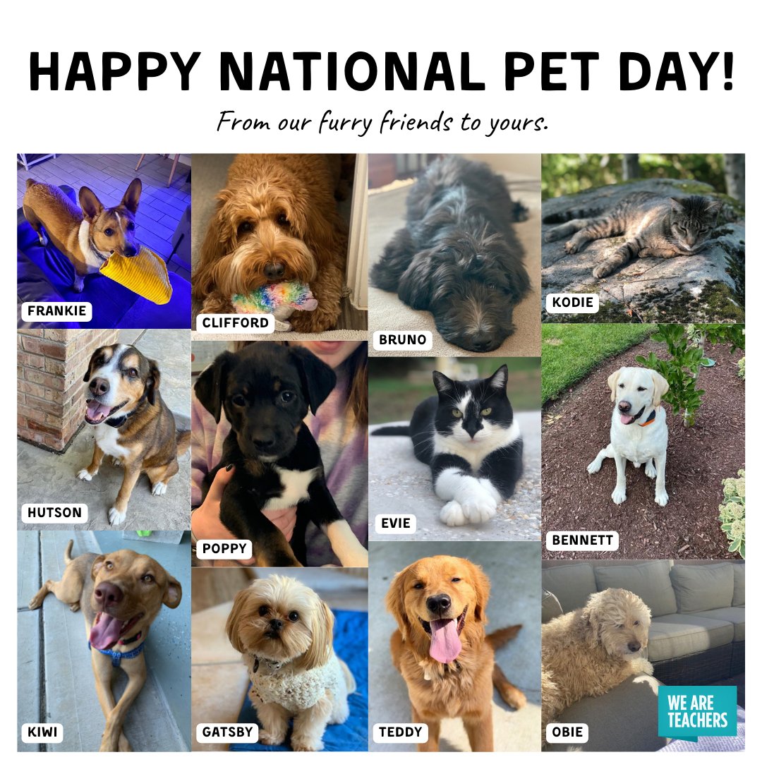 WeAreTeachers's tweet photo. Share your pet photos with us! https://t.co/zwH4RfMuAm