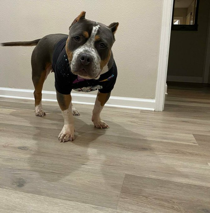 Happy #nationalpetday Today! Drop them pics of them Nice structure looking bulls today! It&rsquo;s your four<a href="/tag/nationalpetday"class="tags">#nationalpetday</a>