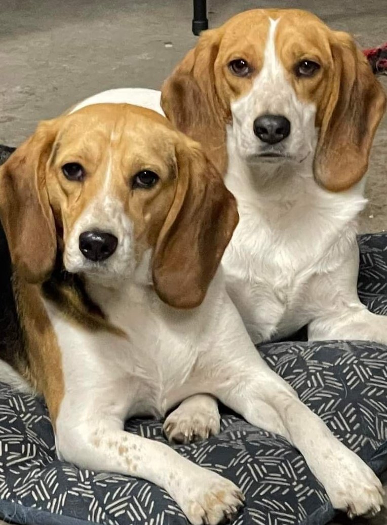 HideSteel's tweet photo. The babies...❤️ #dogsoftwitter #beagles #sister #beaglepups #BeaglesofTwitter #beagle #JosieandKimber #sisters https://t.co/vFblDGx471
