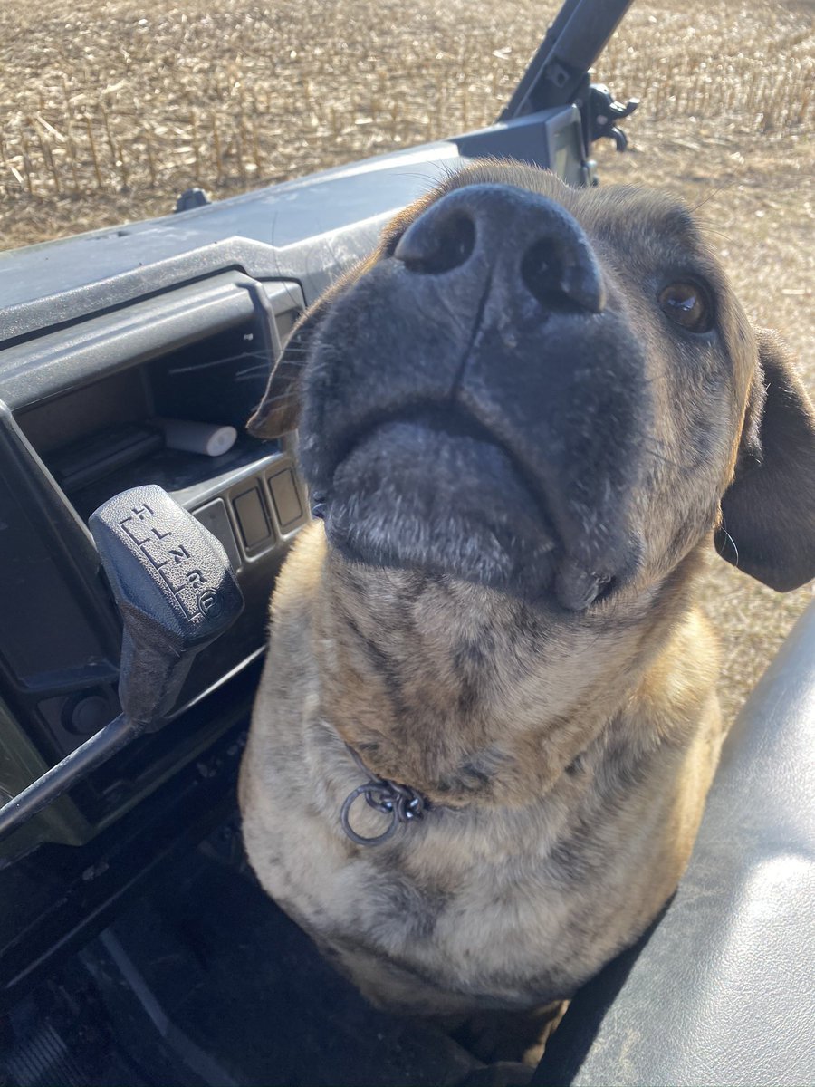 JulieJanzen's tweet photo. @LMSAgEquipment @Fendt_NA Crazy shop cats and the best boy that loves a ride along and a good nose “boop” https://t.co/StLWKfYceZ