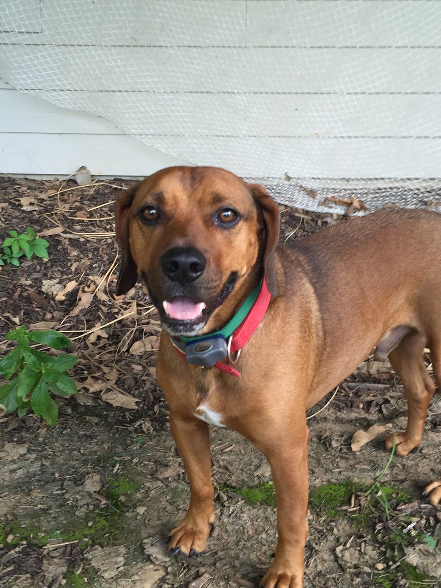 MellowMikeT's tweet photo. Happy #NationalPetDay to this Lion Chaser of a ridgeback. #RidgebacksOfTwitter #RileyDawg https://t.co/9uZxKbgfgl
