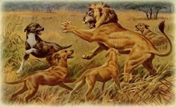 MellowMikeT's tweet photo. Happy #NationalPetDay to this Lion Chaser of a ridgeback. #RidgebacksOfTwitter #RileyDawg https://t.co/9uZxKbgfgl