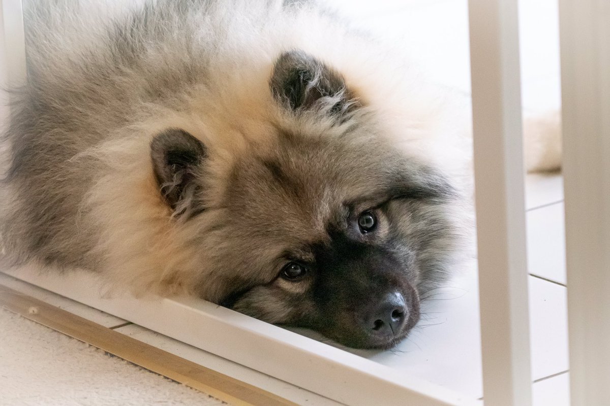 jpcphotouk's tweet photo. Happy National Pet Day to our fluffy friends great and small! 
#NationalPetDay https://t.co/PU5eoyC4sF