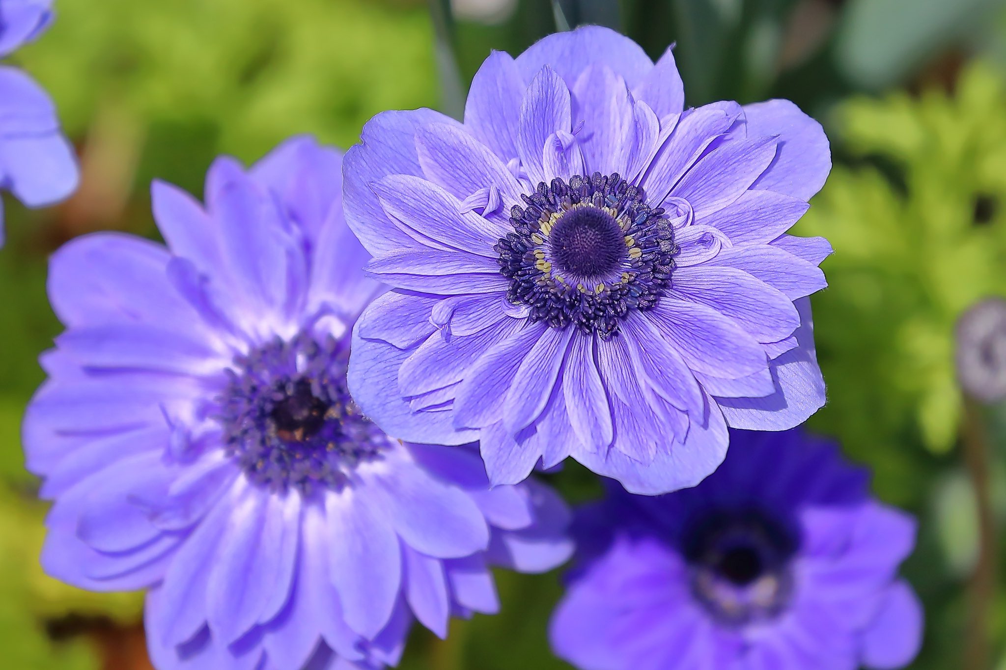 花が好きな人と繋がりたい Twitter Search Twitter