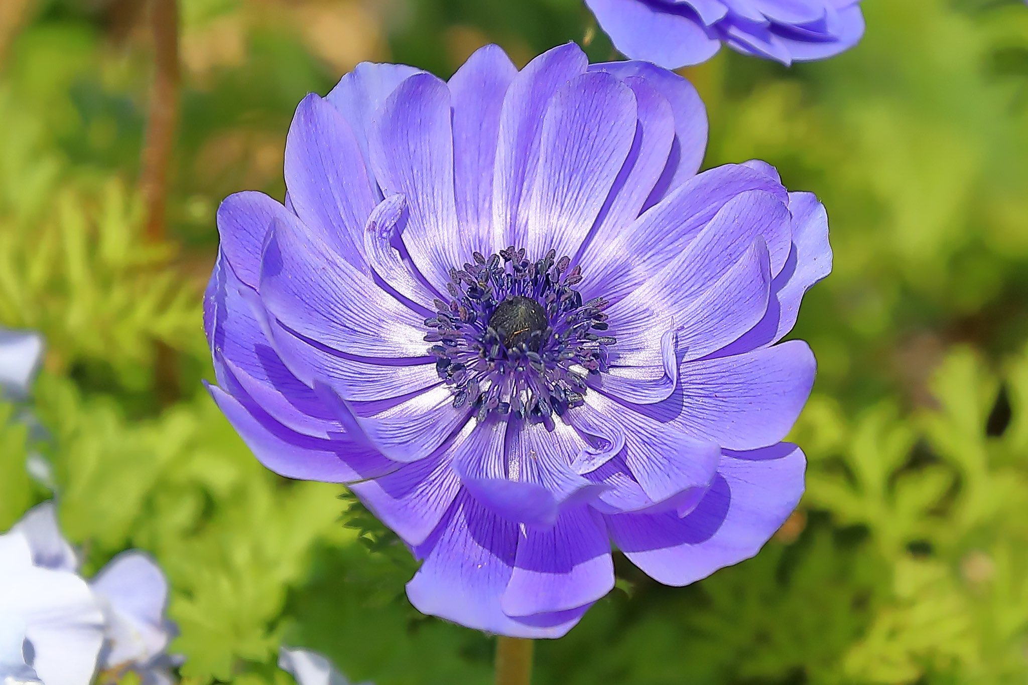 花が好きな人と繋がりたい Twitter Search Twitter